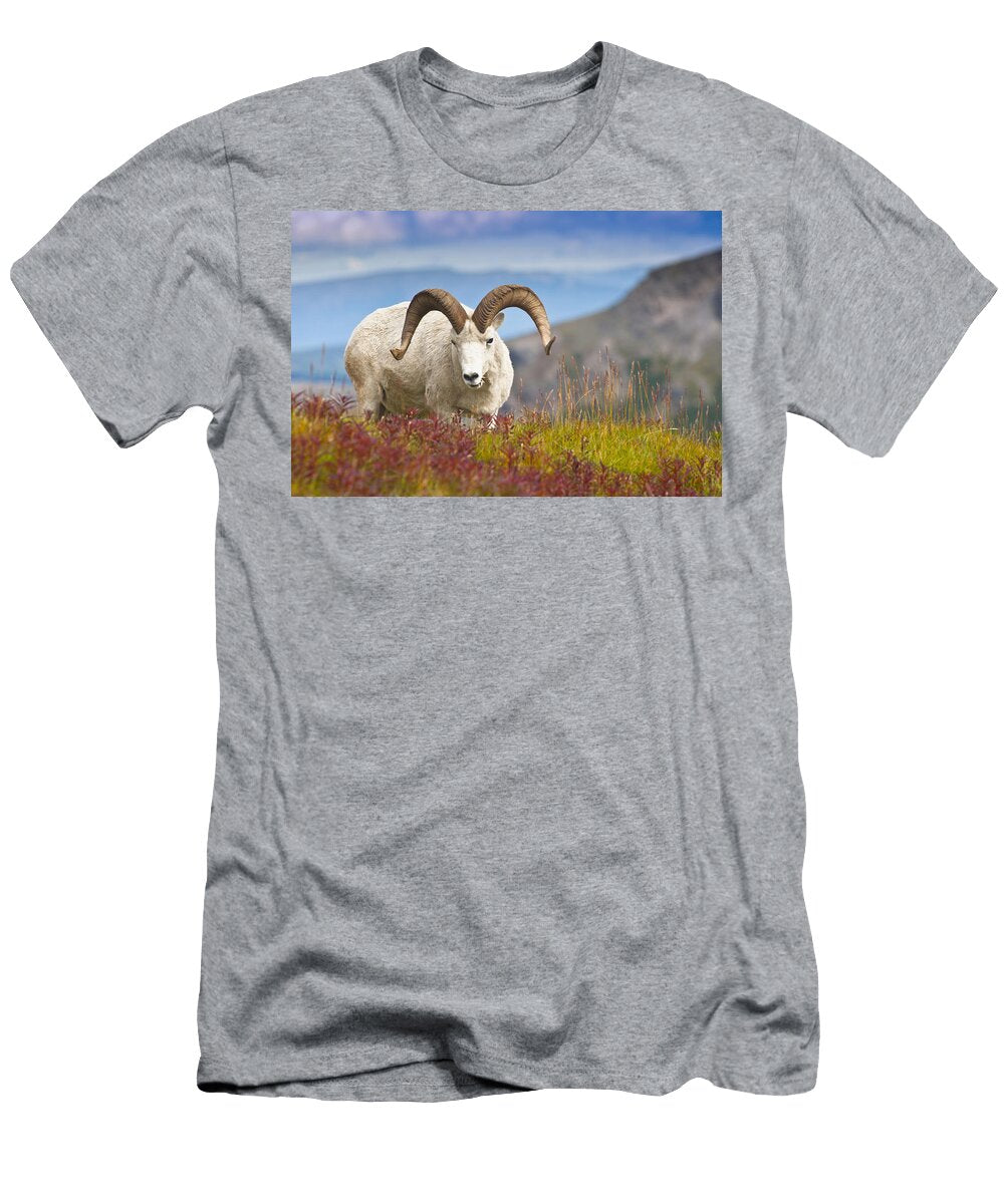 1 Close Up of a Large Dall Sheep Ram Michael Jones T-Shirt
