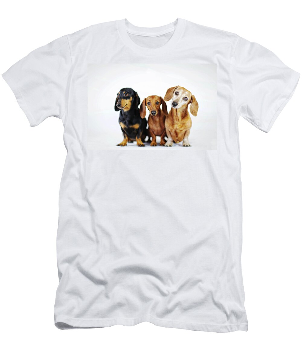 2 Dachshund Pack Johnny Ortez Tibbels T-Shirt