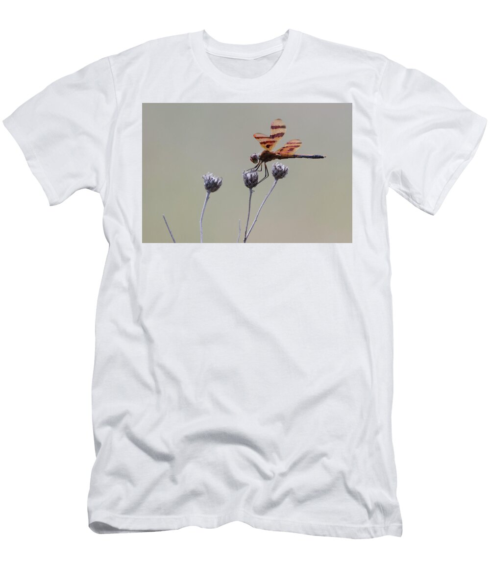 28 Dragonfly Calverton New York Bob Savage T-Shirt