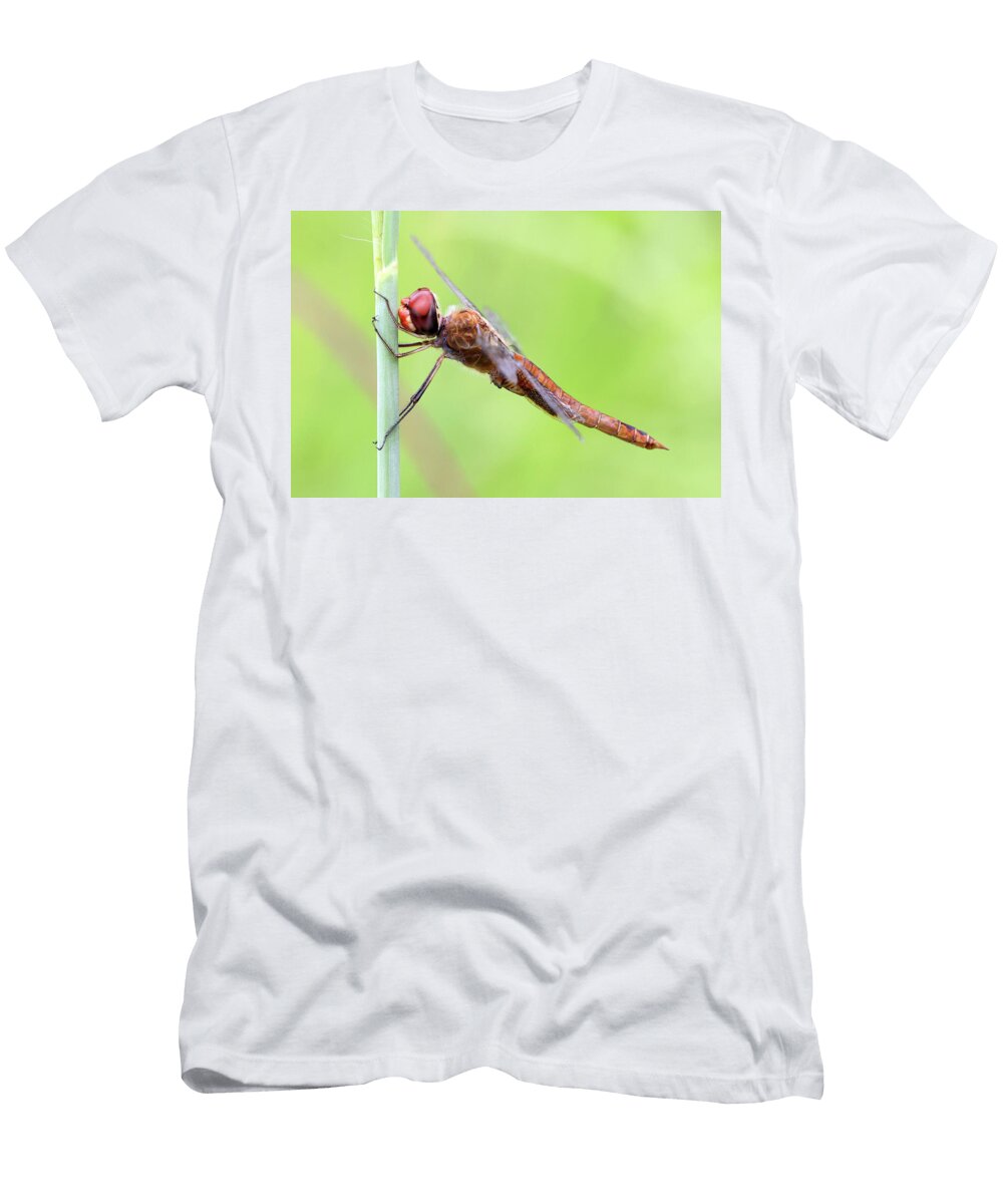 29 Dragonfly Calverton New York Bob Savage T-Shirt