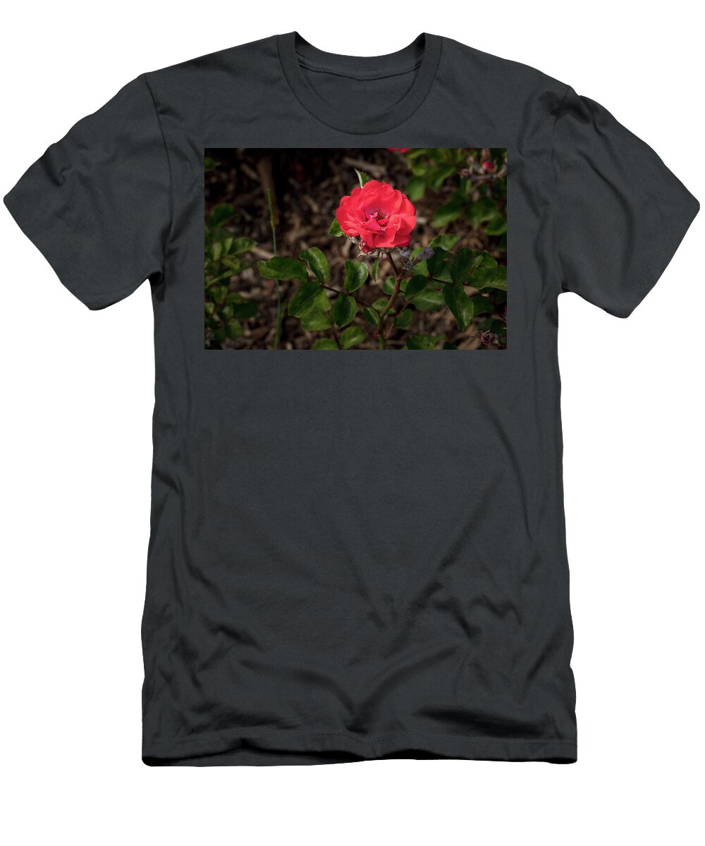 41 2026 5 Coral Drift Rose in Color M K Miller T-Shirt