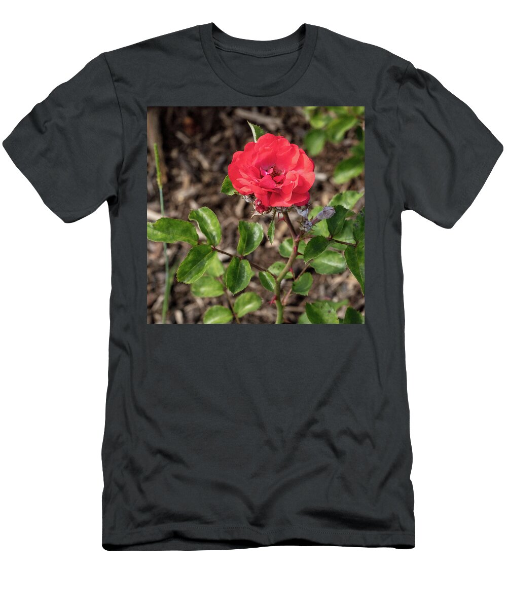 42 2026 5 Coral Drift Rose in Color M K Miller T-Shirt