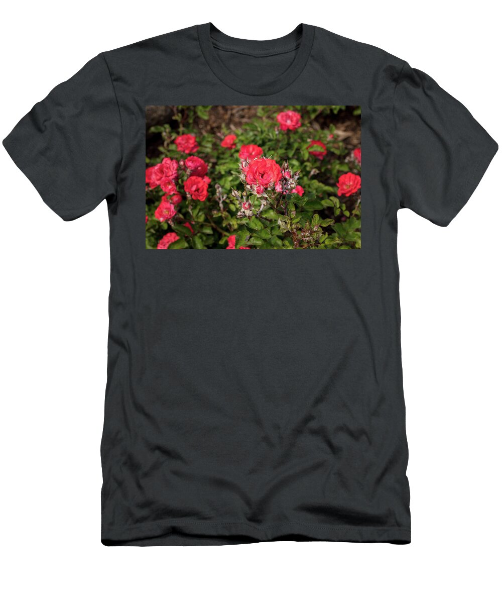 43 2026 5 Coral Drift Rose in Color M K Miller T-Shirt