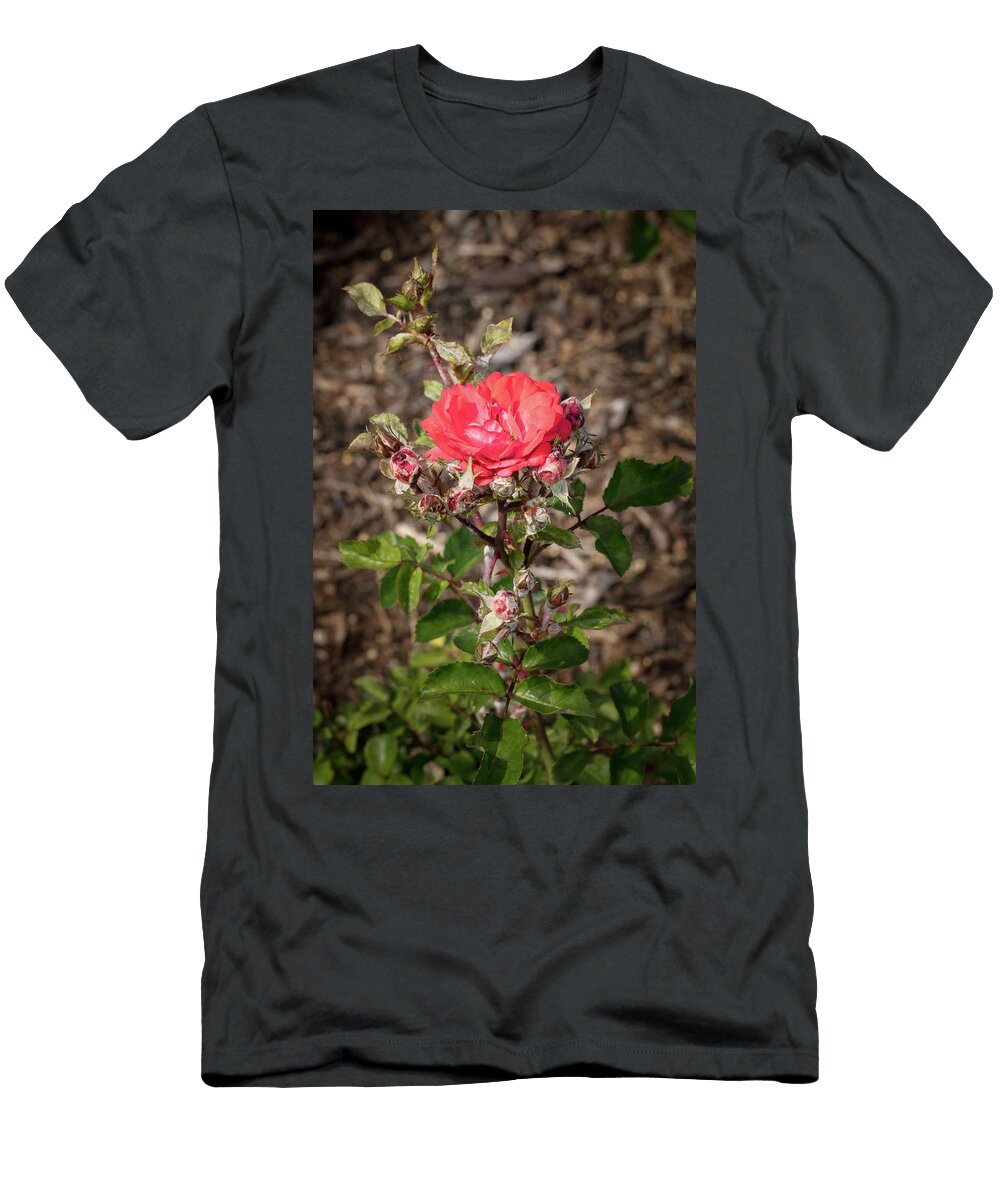 44 2026 5 Coral Drift Rose in Color M K Miller T-Shirt