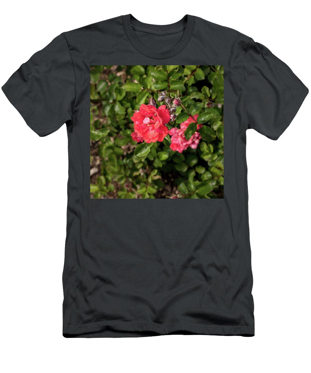 45 2026 5 Coral Drift Rose in Color M K Miller T-Shirt