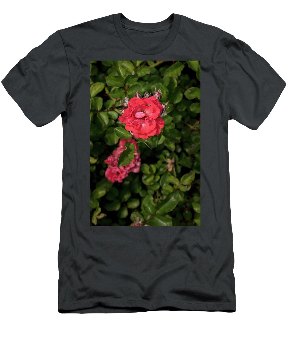 46 2026 5 Coral Drift Rose in Color M K Miller T-Shirt