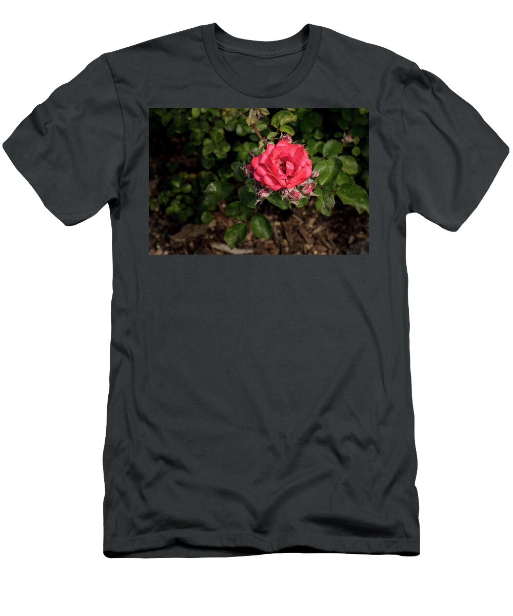 47 2026 5 Coral Drift Rose in Color M K Miller T-Shirt
