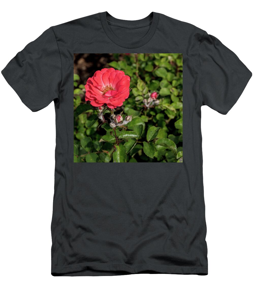 48 2026 5 Coral Drift Rose in Color M K Miller T-Shirt