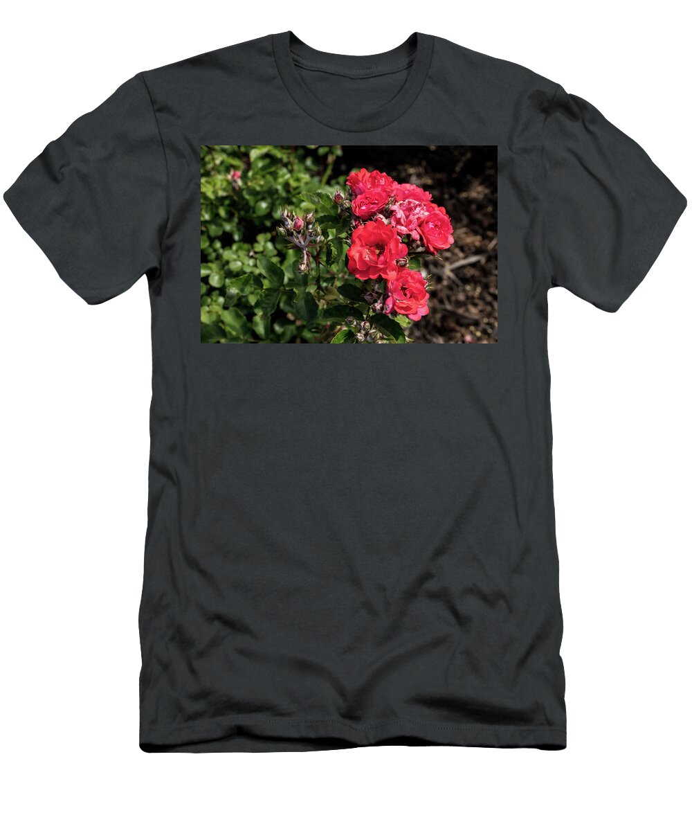 49 2026 5 Coral Drift Rose in Color M K Miller T-Shirt