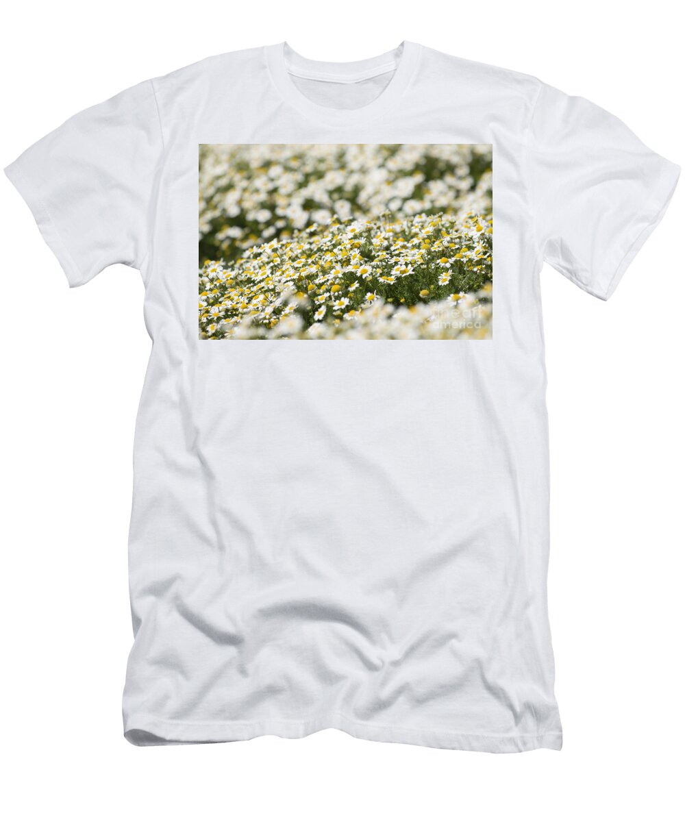 Masses of Mayweed Anne Gilbert T-Shirt