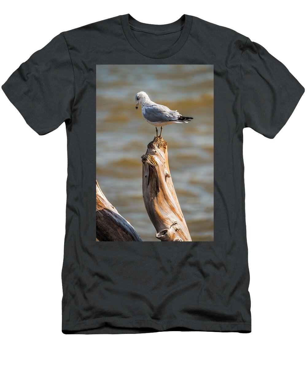 Sea Gull on Driftwood Paul Freidlund T-Shirt